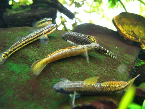 Stiphodon maculidorsalis
