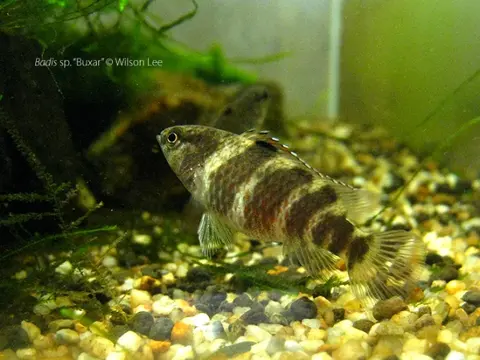 Badis sp. 'Buxar'