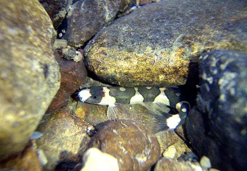 Schistura pridii