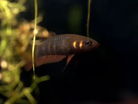 Betta hendra