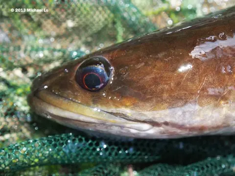 Channa baramensis
