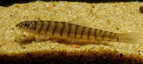 Schistura sp. 1