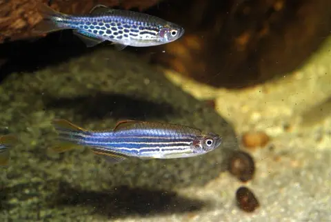 Danio kyathit