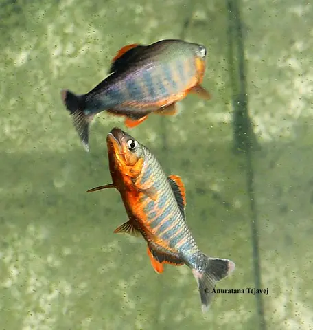 Barilius ardens