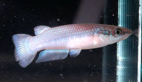Pachypanchax omalonotus