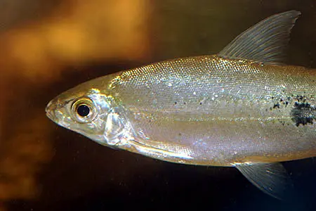 Hemiodus argenteus