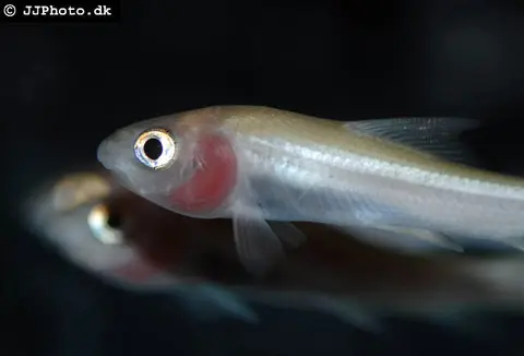 波加野鲮