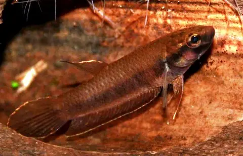 Betta dennisyongi