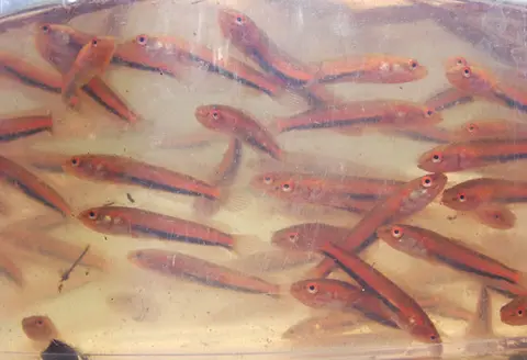 Channa diplogramma
