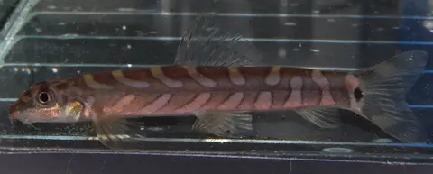 三角中间真条鳅
