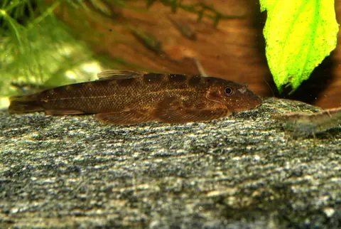 刺臀华吸鳅