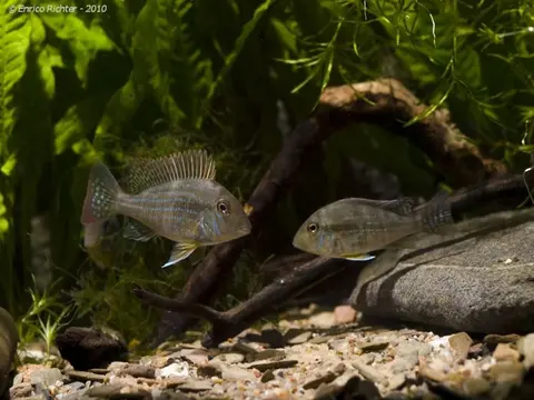 Geophagus neambi