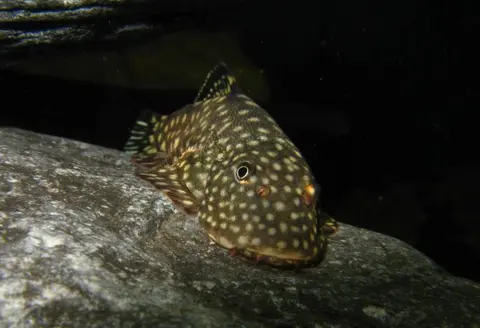 Gastromyzon scitulus