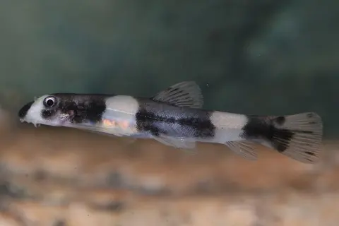 熊猫鳅