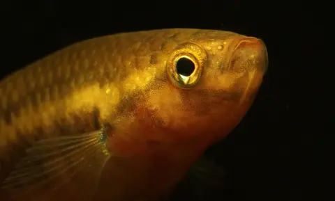 Betta dennisyongi