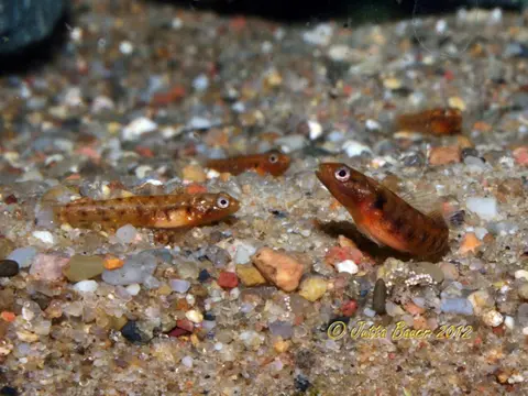 Rhinogobius zhoui