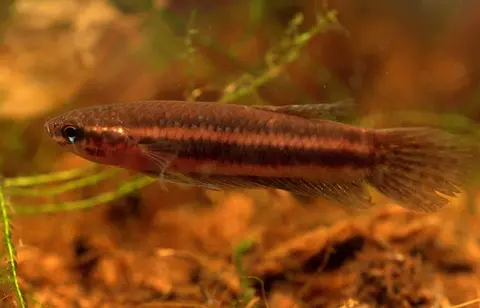 Betta hendra