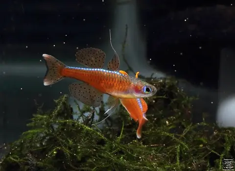 Pseudomugil sp. 'red neon'
