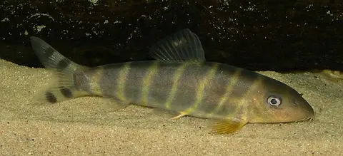 孟加拉沙鳅