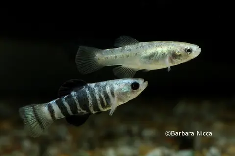 Anatolichthys transgrediens