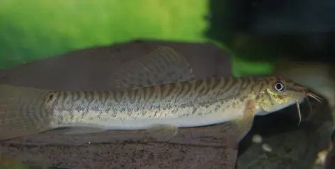 Paracanthocobitis pictilis