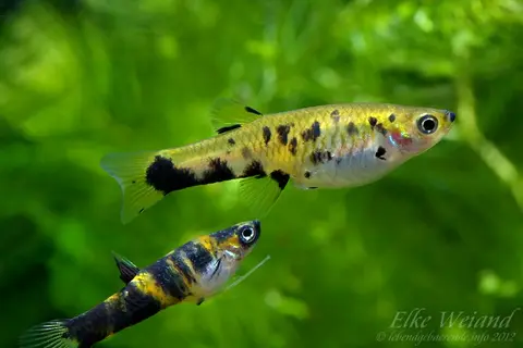 尾斑吉拉德食蚊鱼