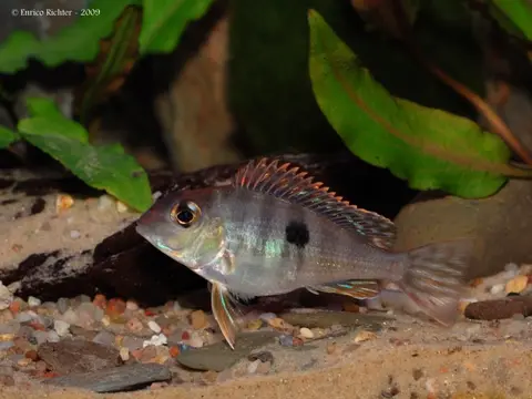 Geophagus sp. 'orange head'