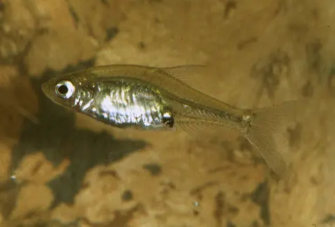 Sawbwa resplendens