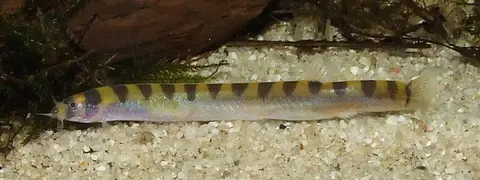 肉桂潘鳅