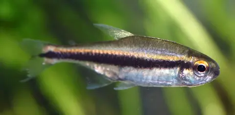 Hyphessobrycon vilmae