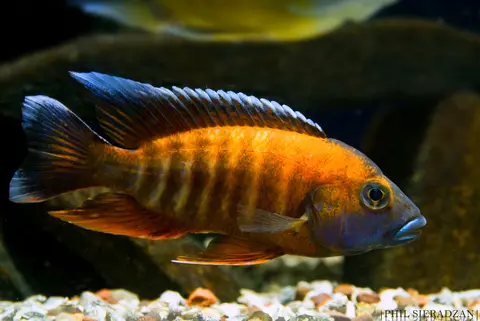 Aulonocara jacobfreibergi