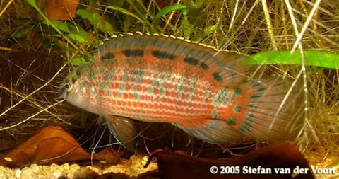Badis ruber