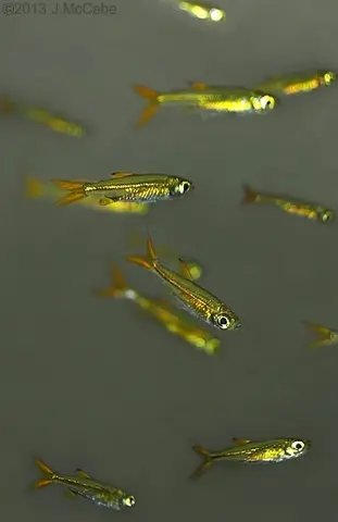 Ladigesia roloffi