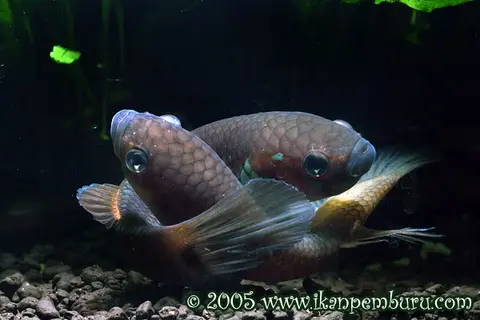 Betta ocellata