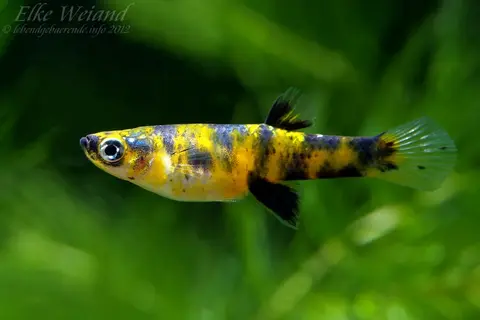尾斑吉拉德食蚊鱼