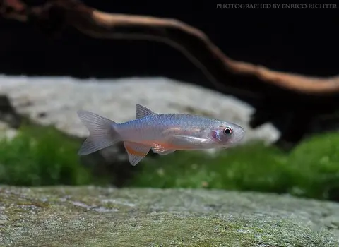 Danio roseus