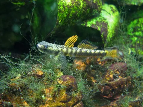 Stiphodon maculidorsalis