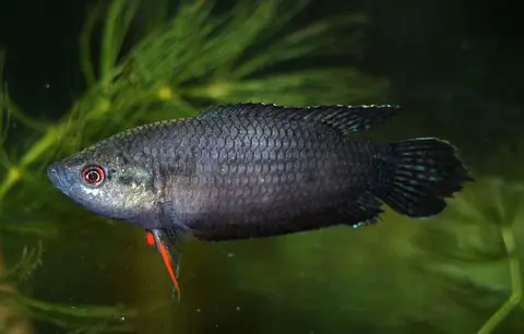 Macropodus spechti