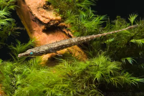 Indostomus crocodilus
