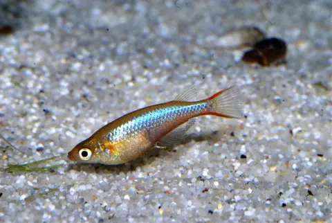 Oryzias wolasi