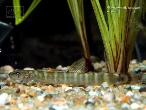 Aborichthys sp. 'AR02'