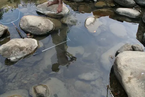 Danio feegradei