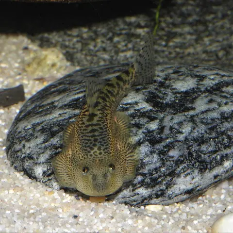 Sewellia sp. 'SEW04'