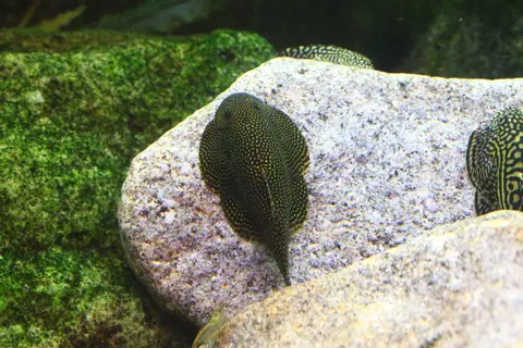 Sewellia sp. 'SEW01'