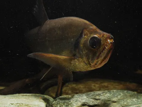 Hydrolycus tatauaia
