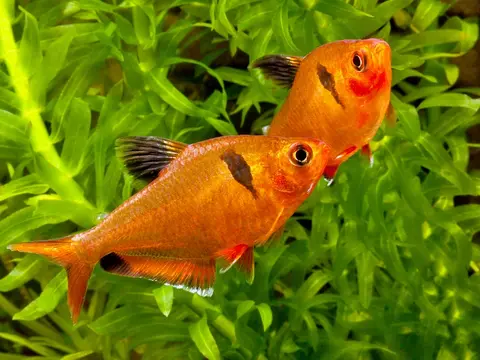 艳魮脂鲤
