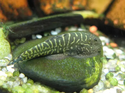 Gastromyzon zebrinus