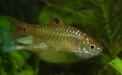 饰圈魮
