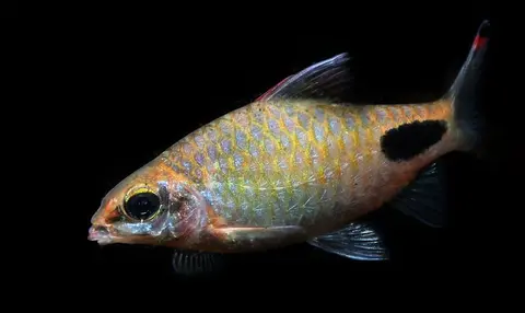 Dawkinsia assimilis