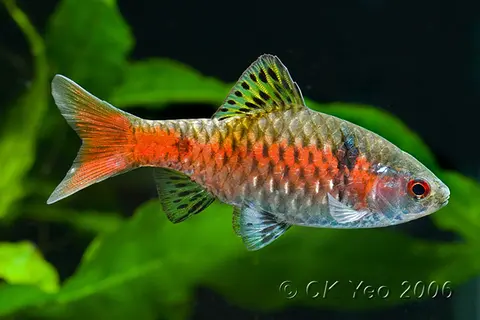 Pethia padamya